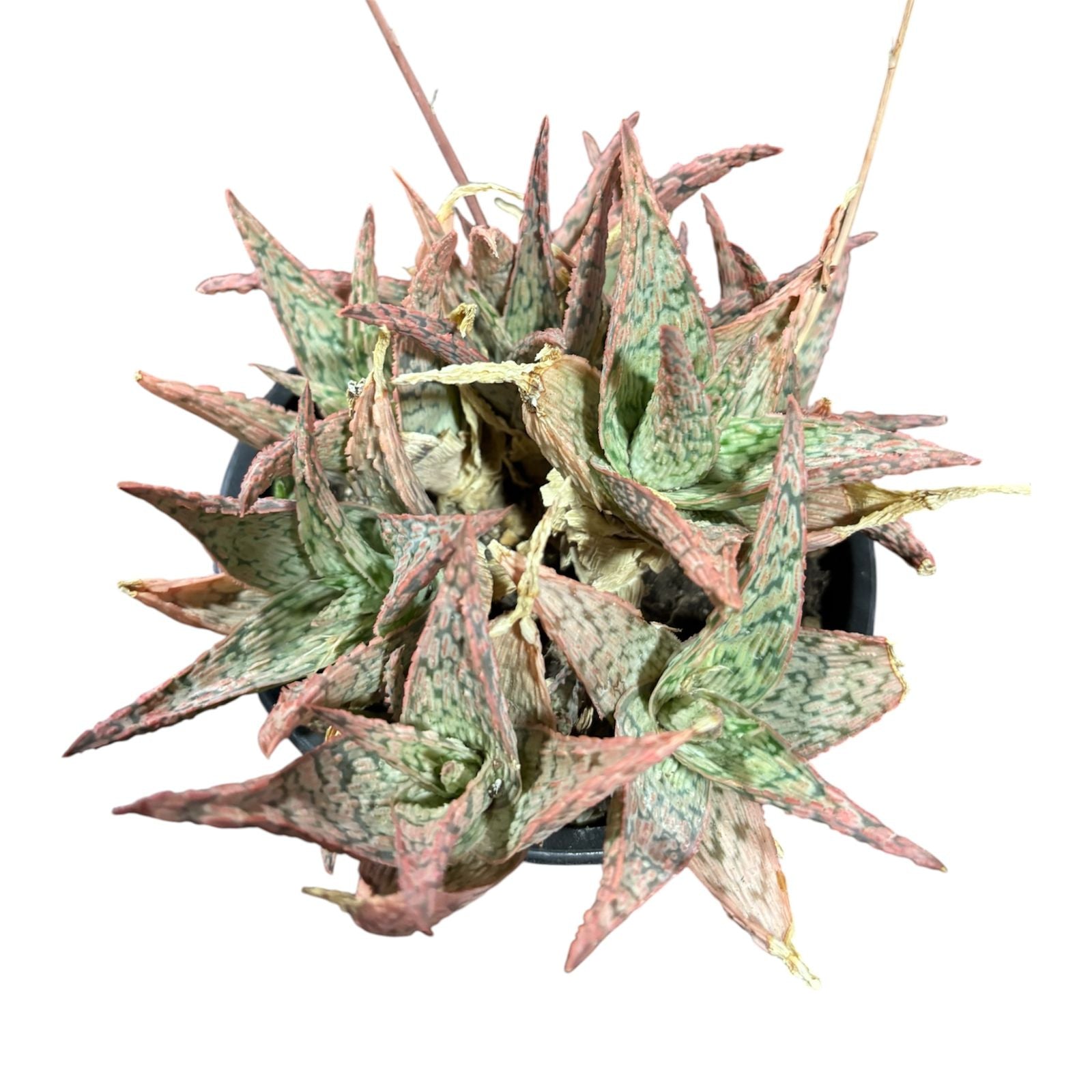 Aloe variedad al azar MUCHAS PLANTAS POR MACETA SUPER OFERTA!!