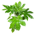 Aralia Japonica