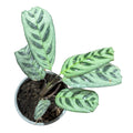 Calathea Burle Marx