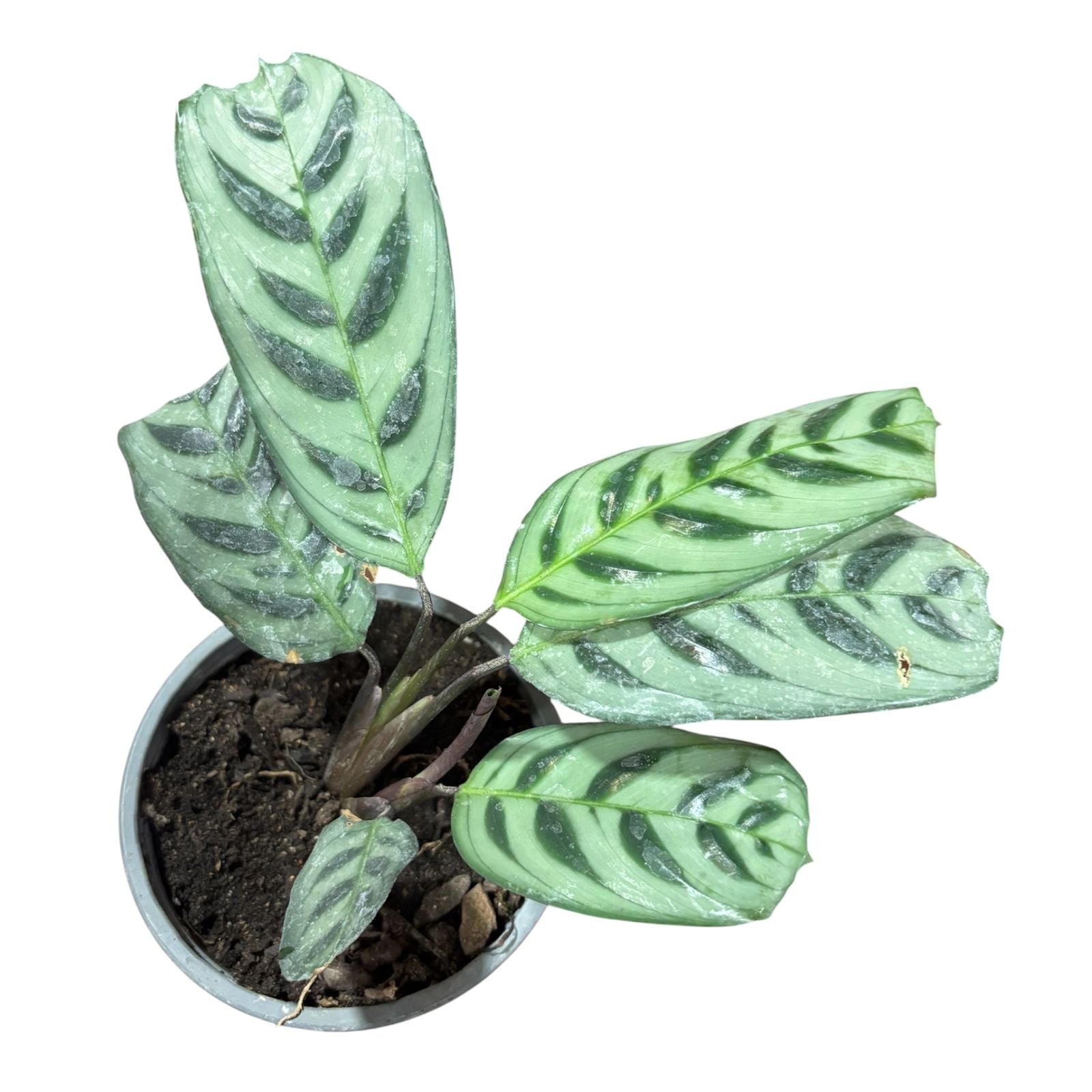 Calathea Burle Marx