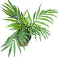 Palmera Chamadorea tamaño M SUPER OFERTA!
