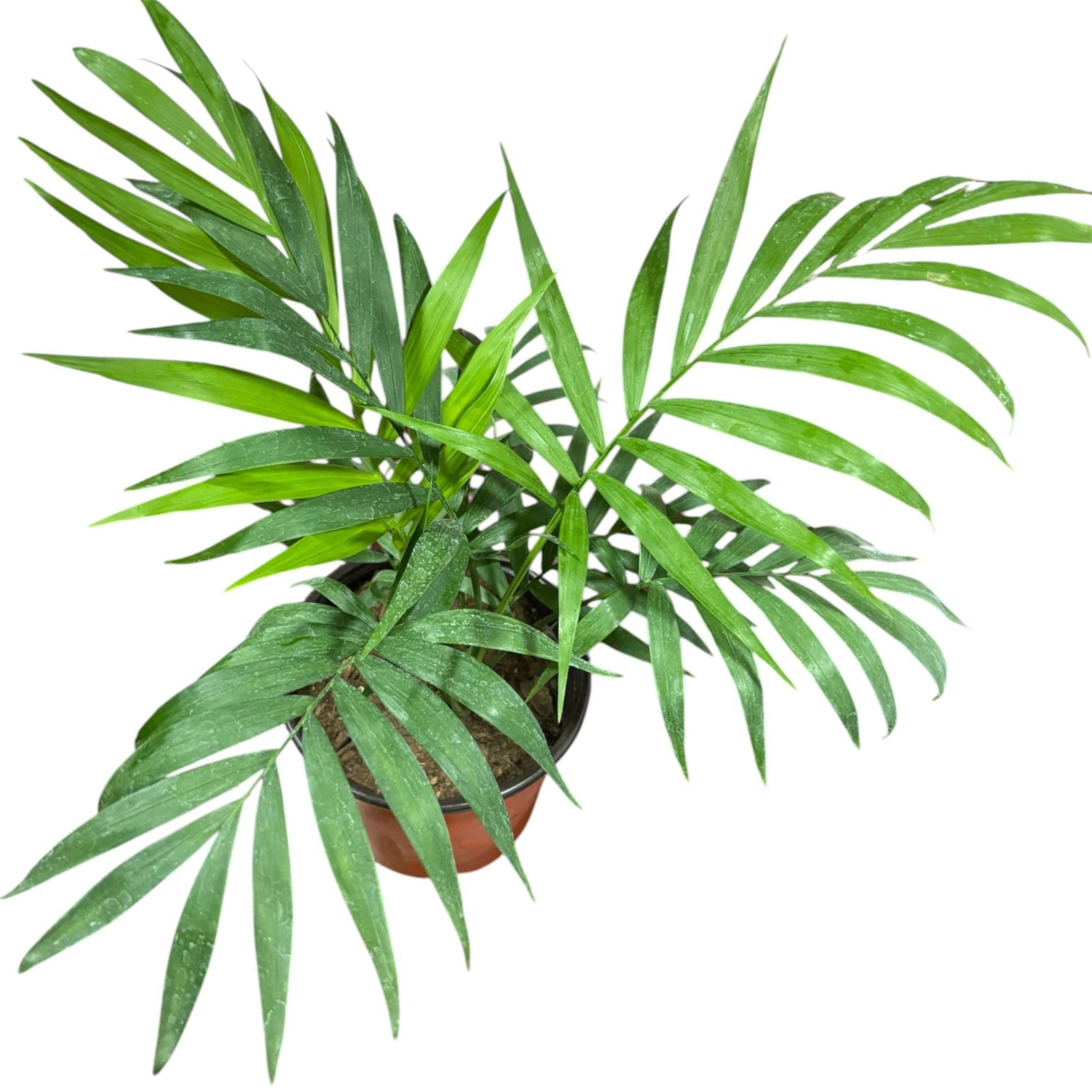 Palmera Chamadorea tamaño M SUPER OFERTA!