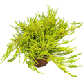 Diosma  TAMAÑO GRADE OFERTA !