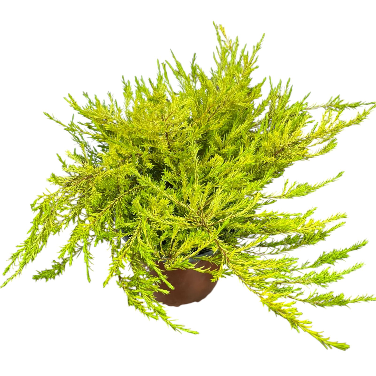Diosma  TAMAÑO GRADE OFERTA !