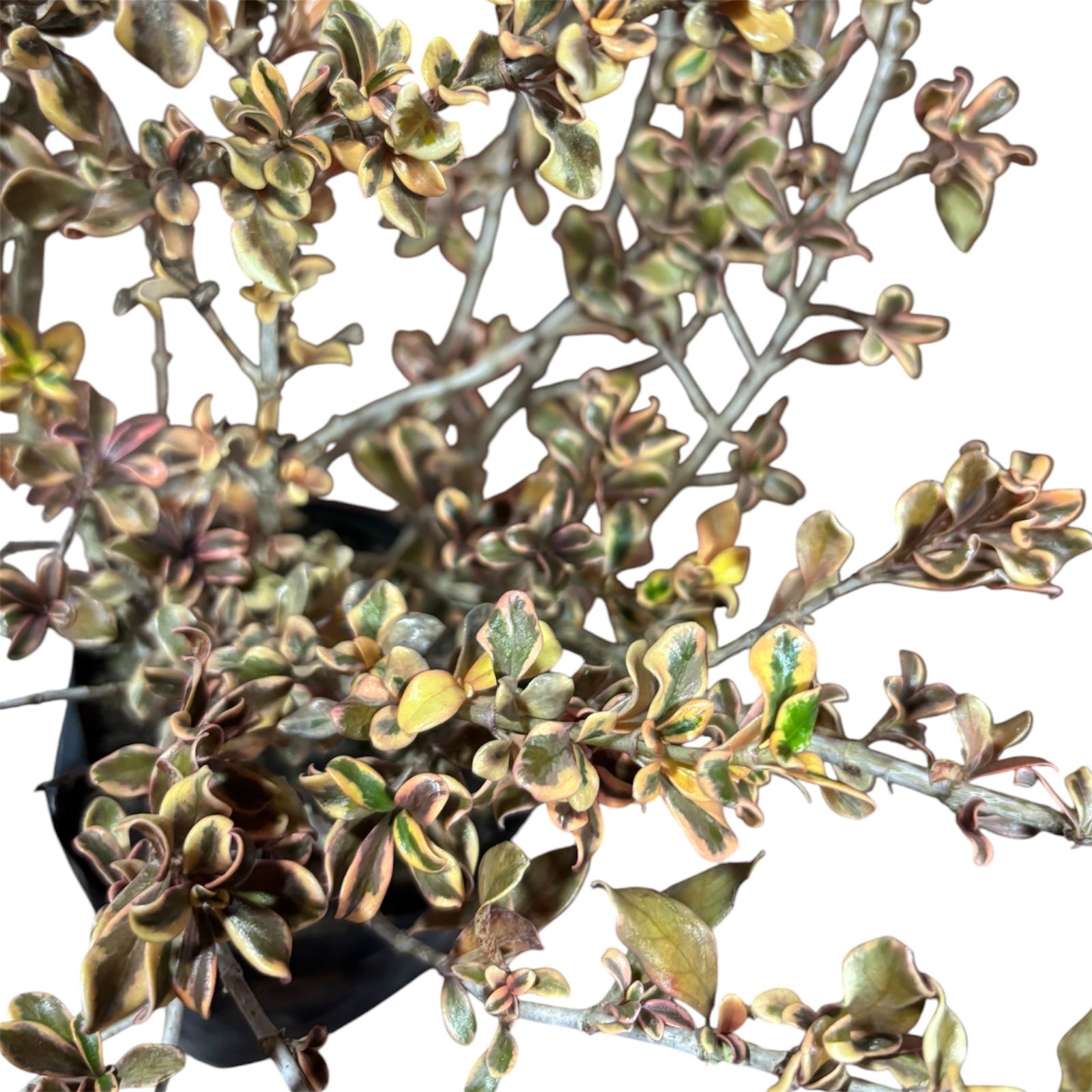 Coprosma Pink Splendour SUPER OFERTAS ULTIMAS UNIDADES !