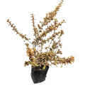 Coprosma Pink Splendour SUPER OFERTAS ULTIMAS UNIDADES !