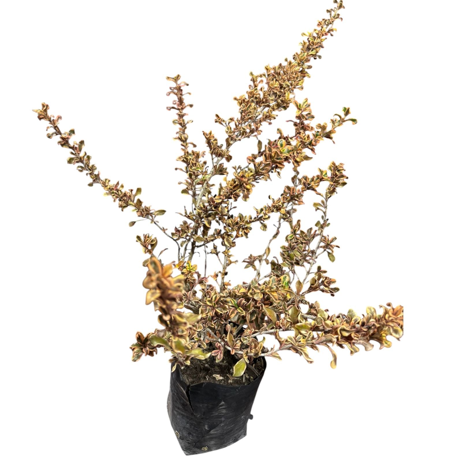 Coprosma Pink Splendour SUPER OFERTAS ULTIMAS UNIDADES !
