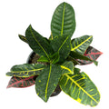 Croton Doble SUPER OFERTA!