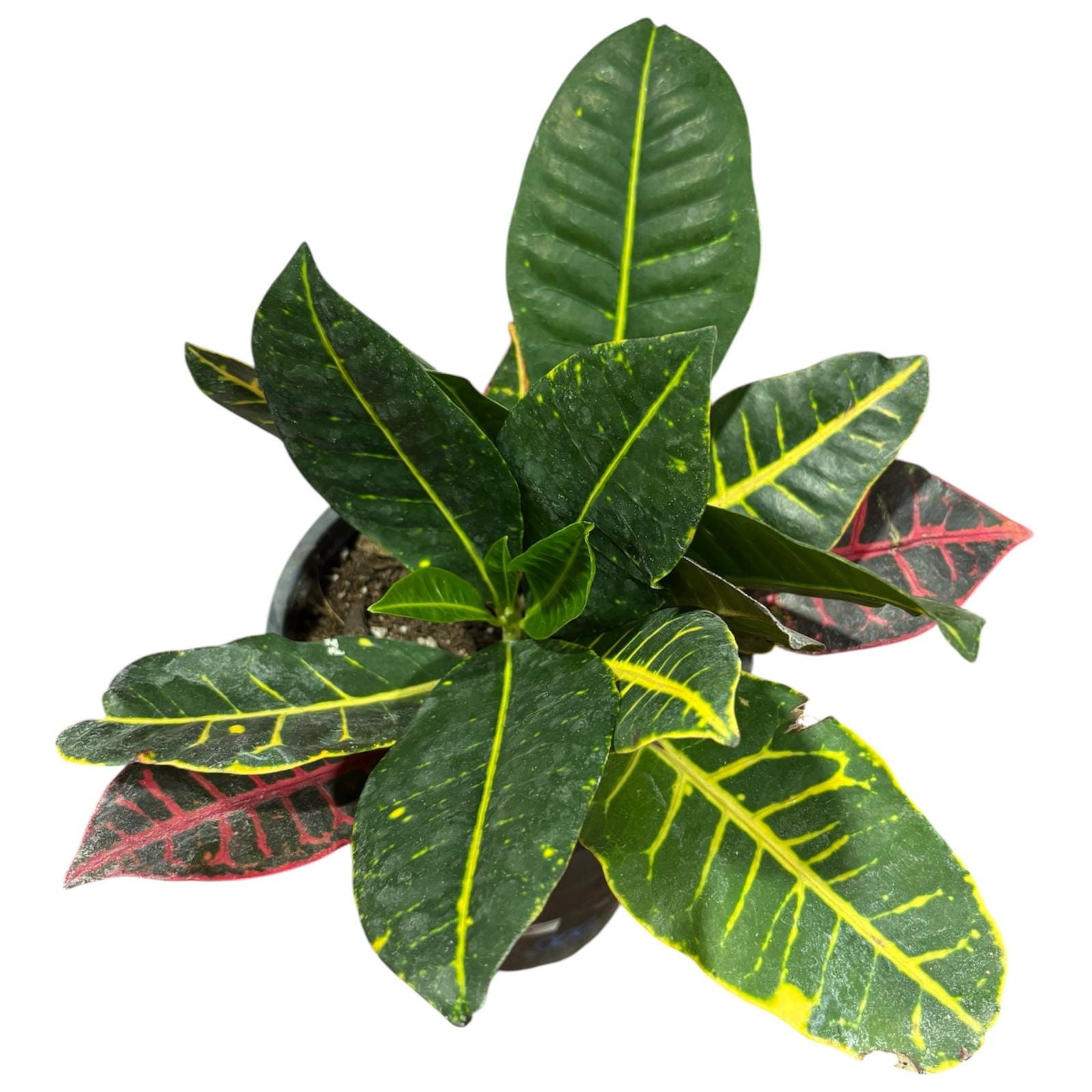 Croton Doble SUPER OFERTA!