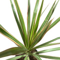 Dracena Bicolor EXCLUSIVA!
