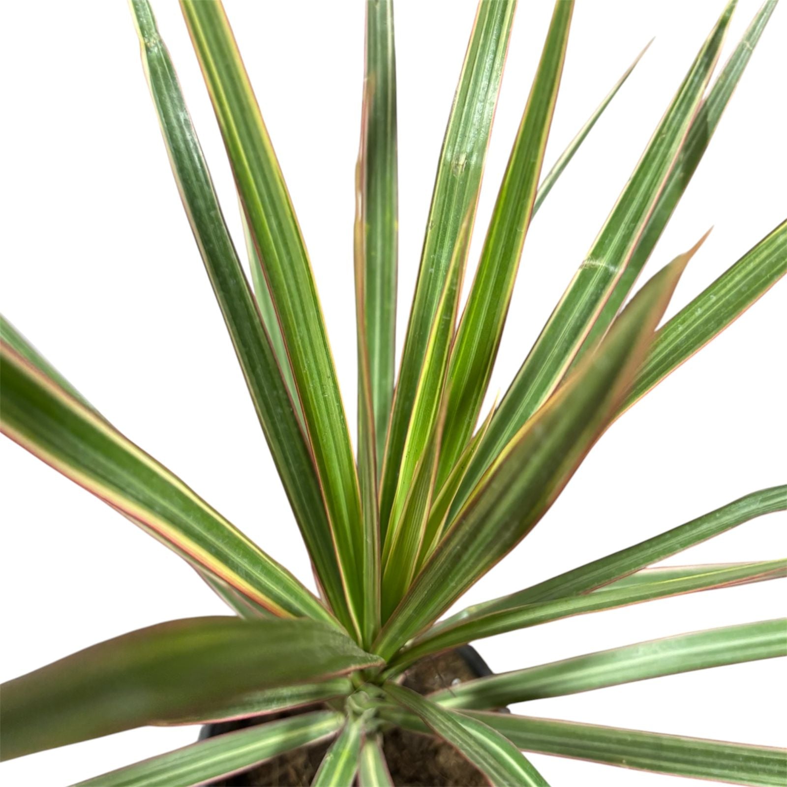 Dracena Bicolor EXCLUSIVA!