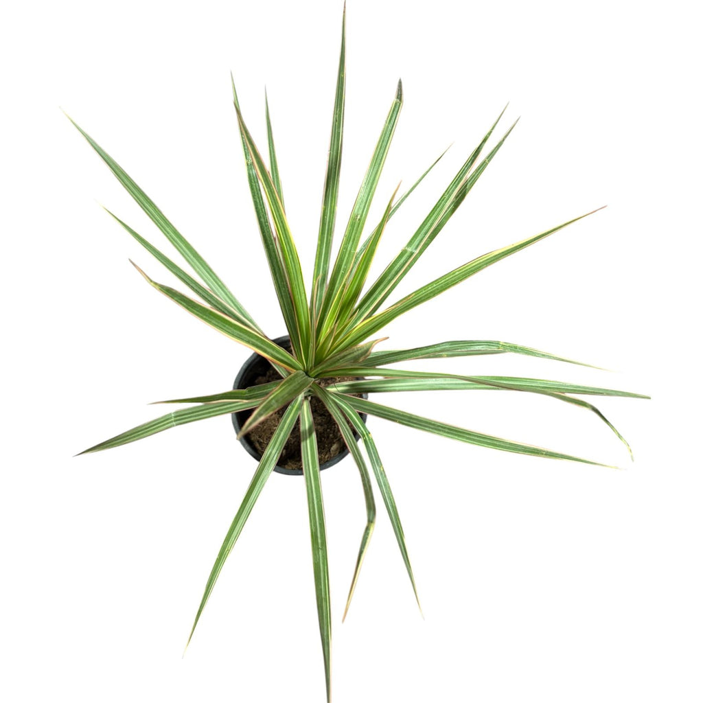 Dracena Bicolor EXCLUSIVA!
