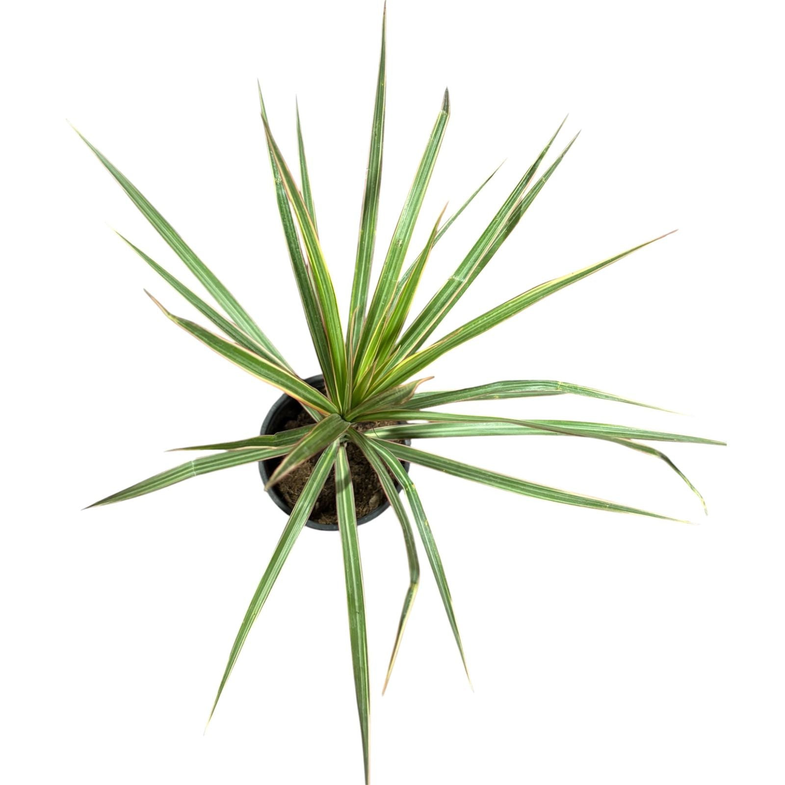 Dracena Bicolor EXCLUSIVA!