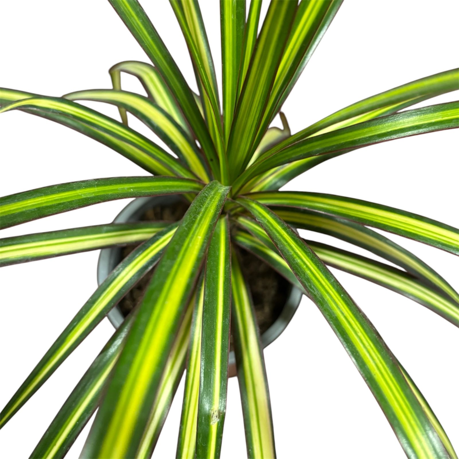 Dracena Margarita Kiwi EXCLUSIVA!