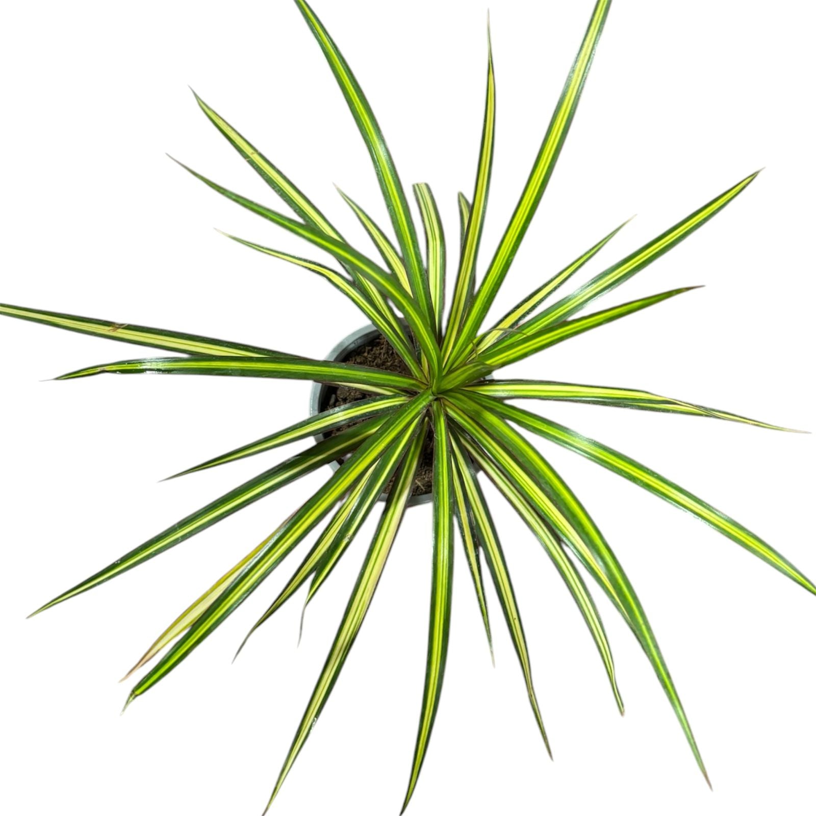 Dracena Margarita Kiwi EXCLUSIVA!