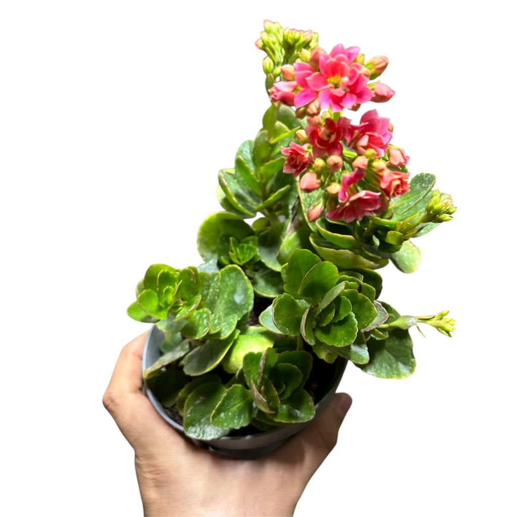 Kalanchoe doble color al azar SUPER OFERTA!