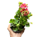 Kalanchoe doble color al azar SUPER OFERTA!
