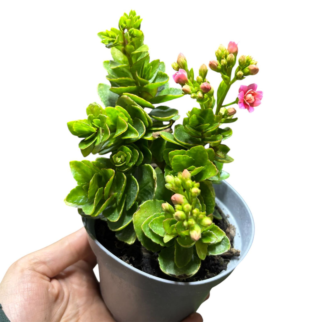 Kalanchoe doble color al azar SUPER OFERTA!