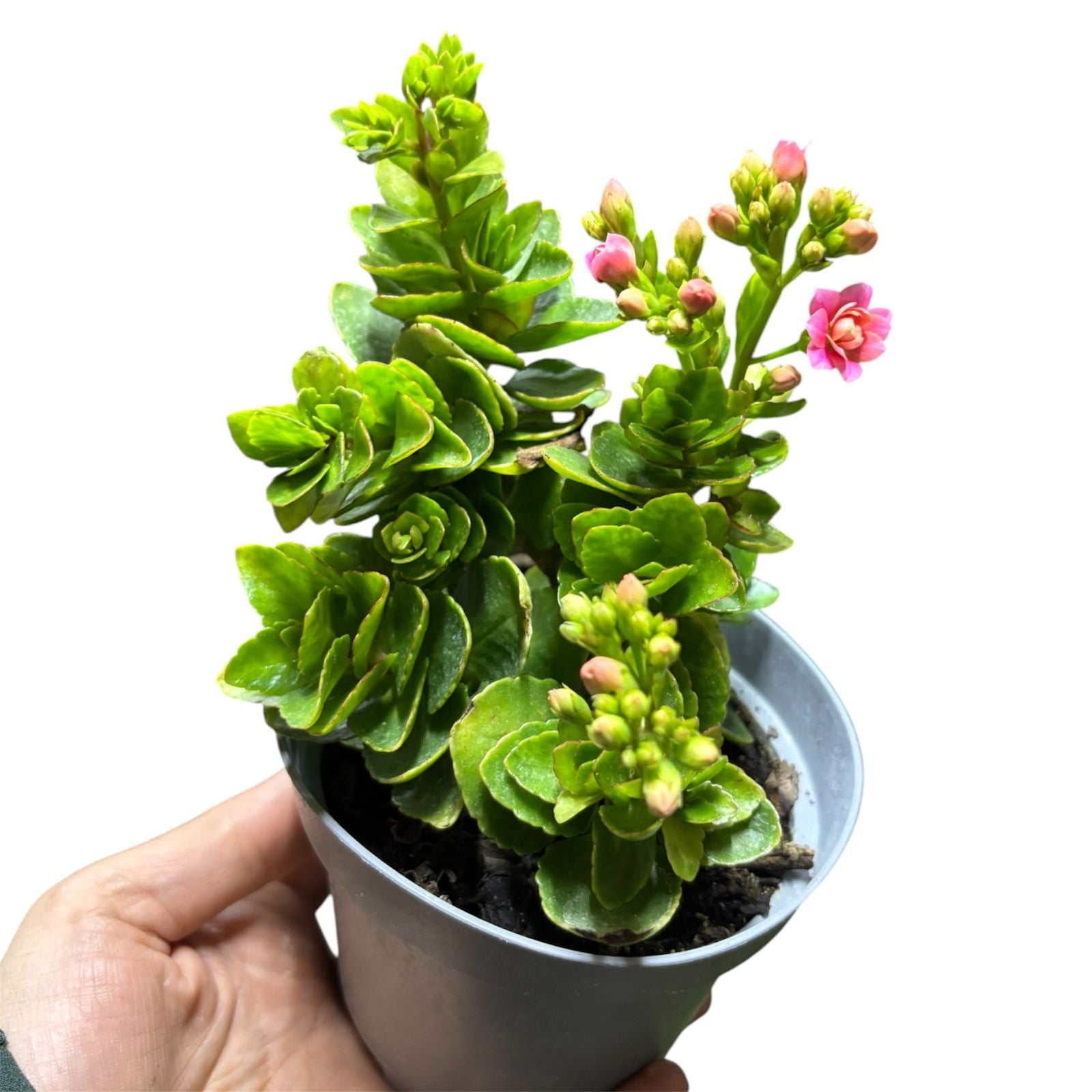 Kalanchoe doble color al azar SUPER OFERTA!