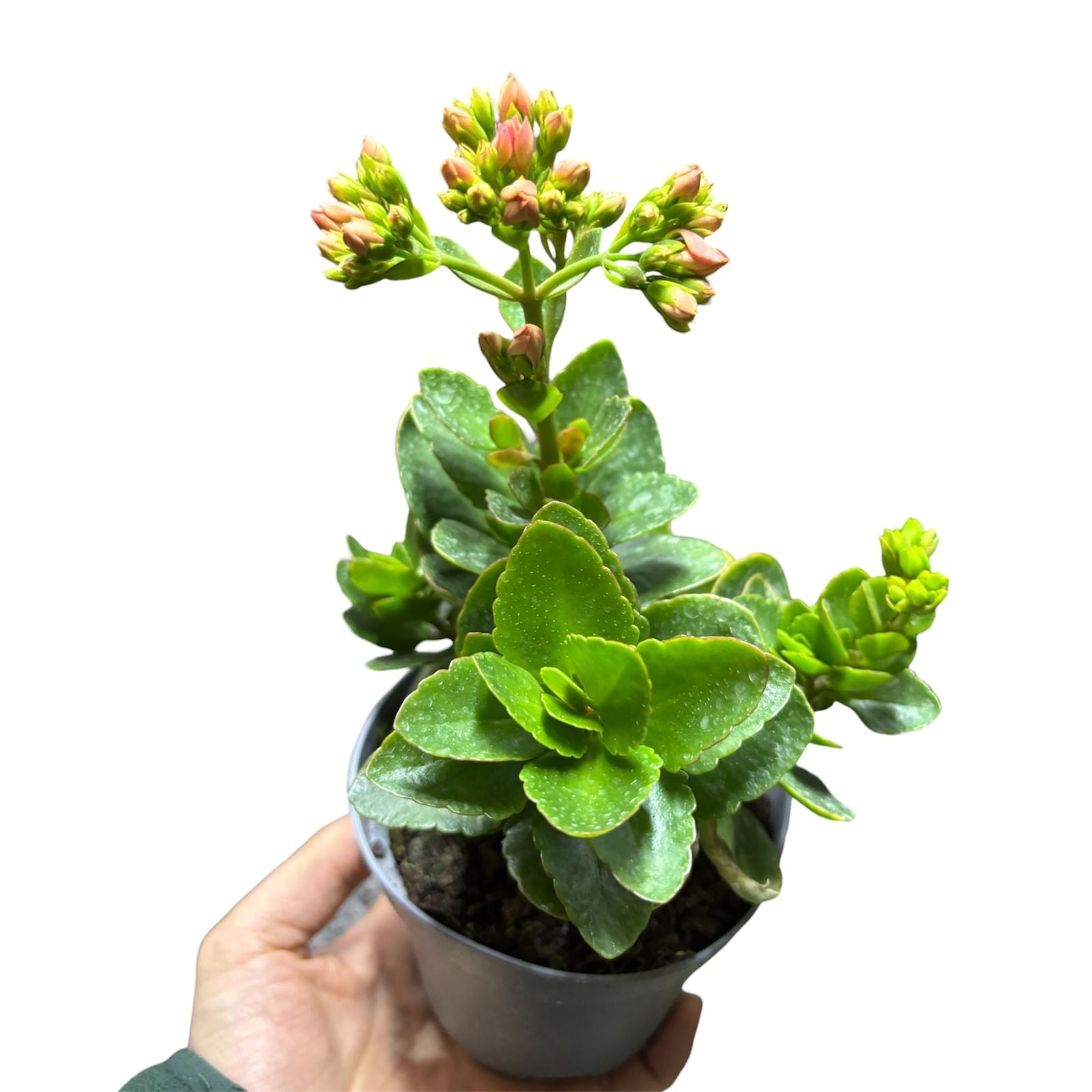 Kalanchoe doble color al azar SUPER OFERTA!