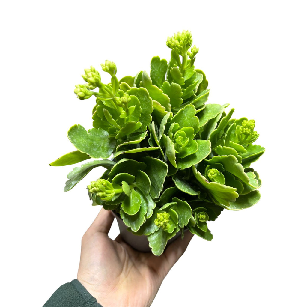 Kalanchoe doble color al azar SUPER OFERTA!