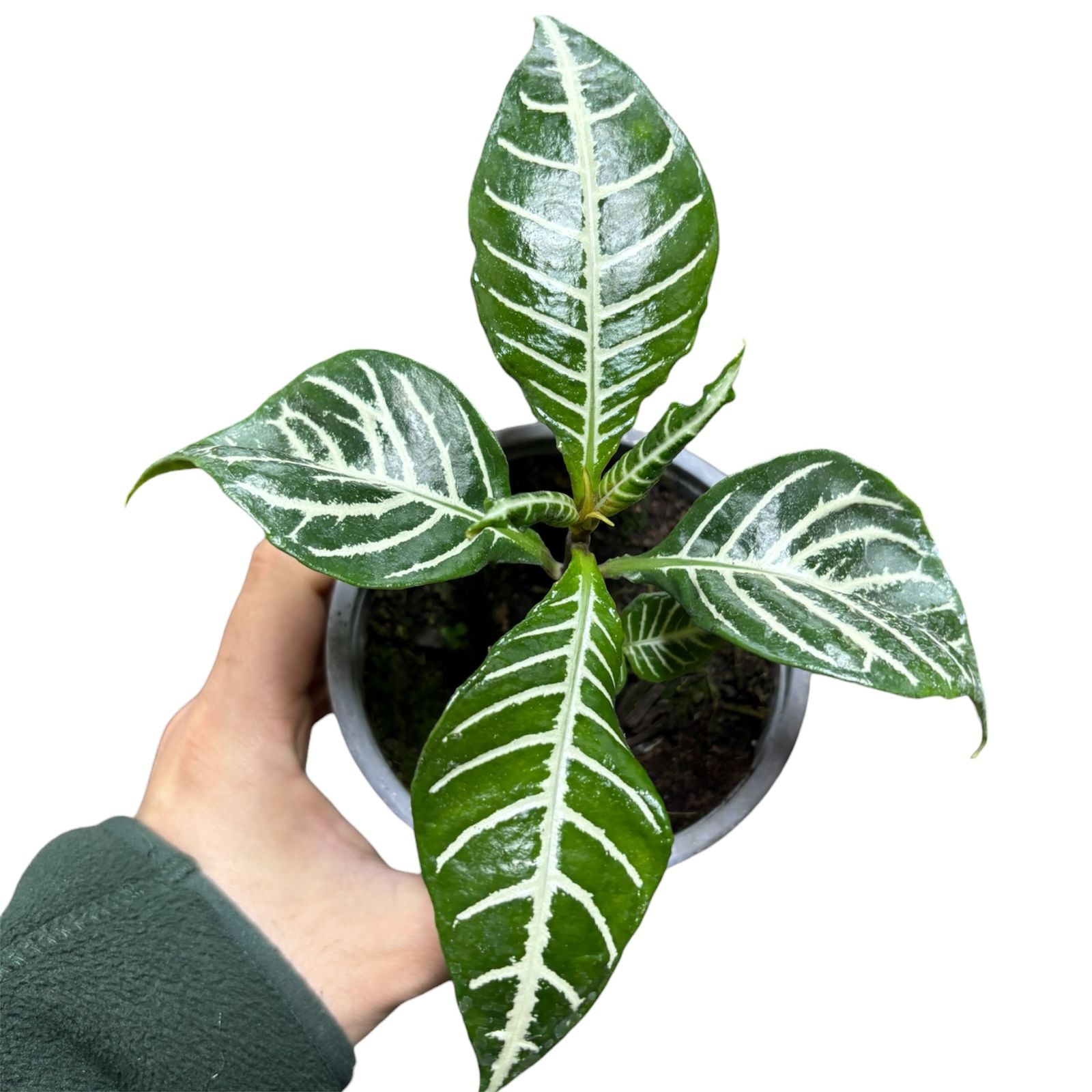 Aphelandra  NUEVO INGRESO!