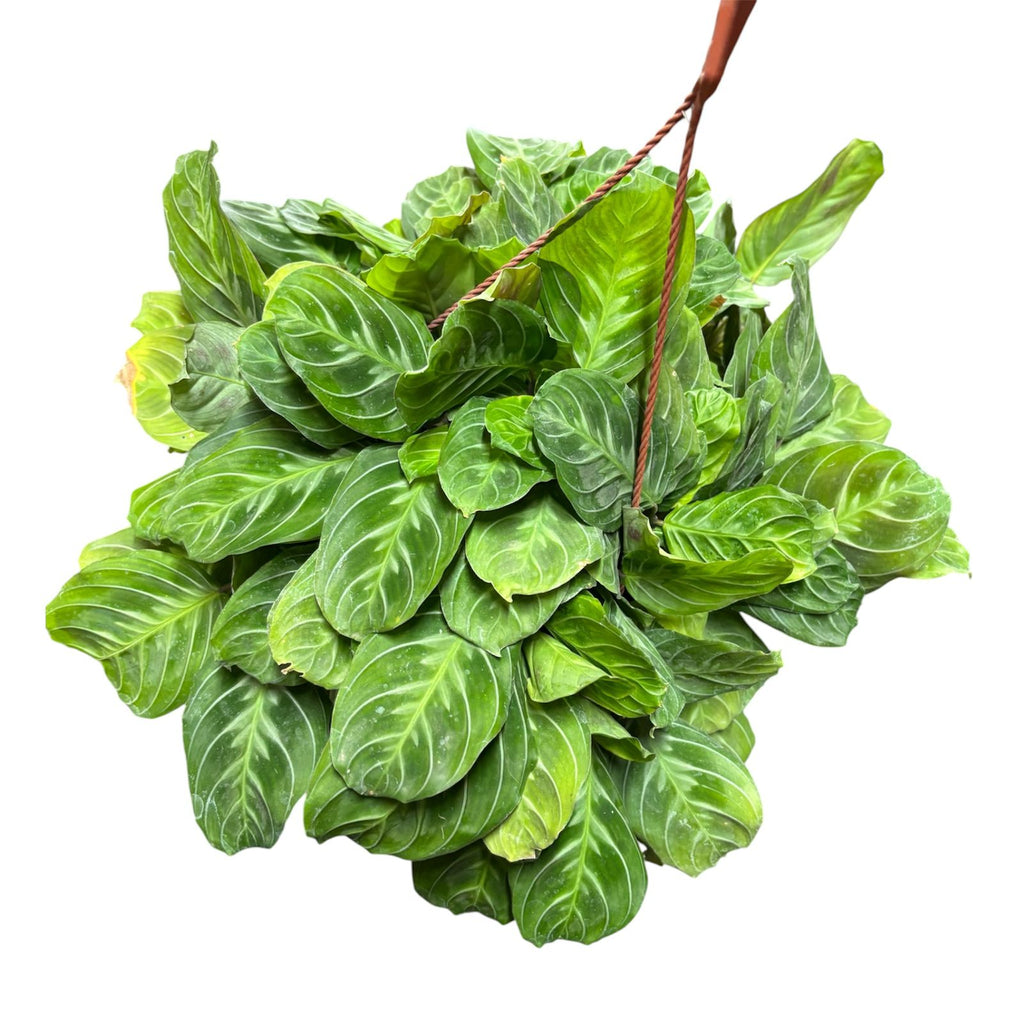 Maranta cat moustache GRANDE SUPER OFERTA!