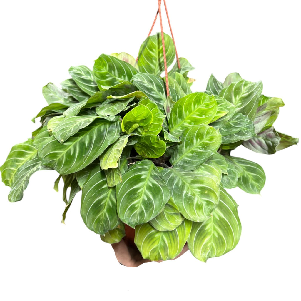 Maranta cat moustache GRANDE SUPER OFERTA!