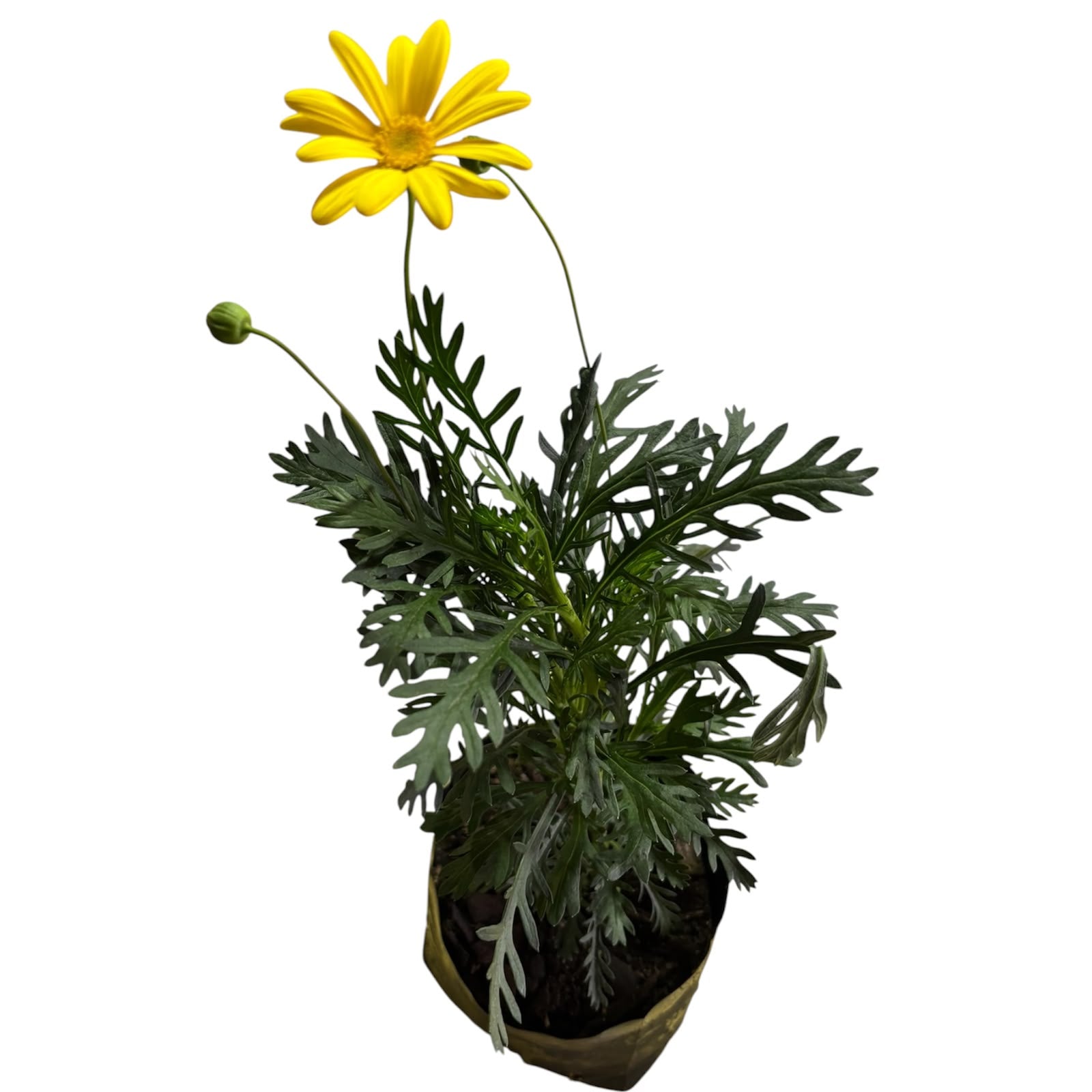 Paqueret californiano flor amarilla