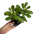 Jade SUPER OFERTA!