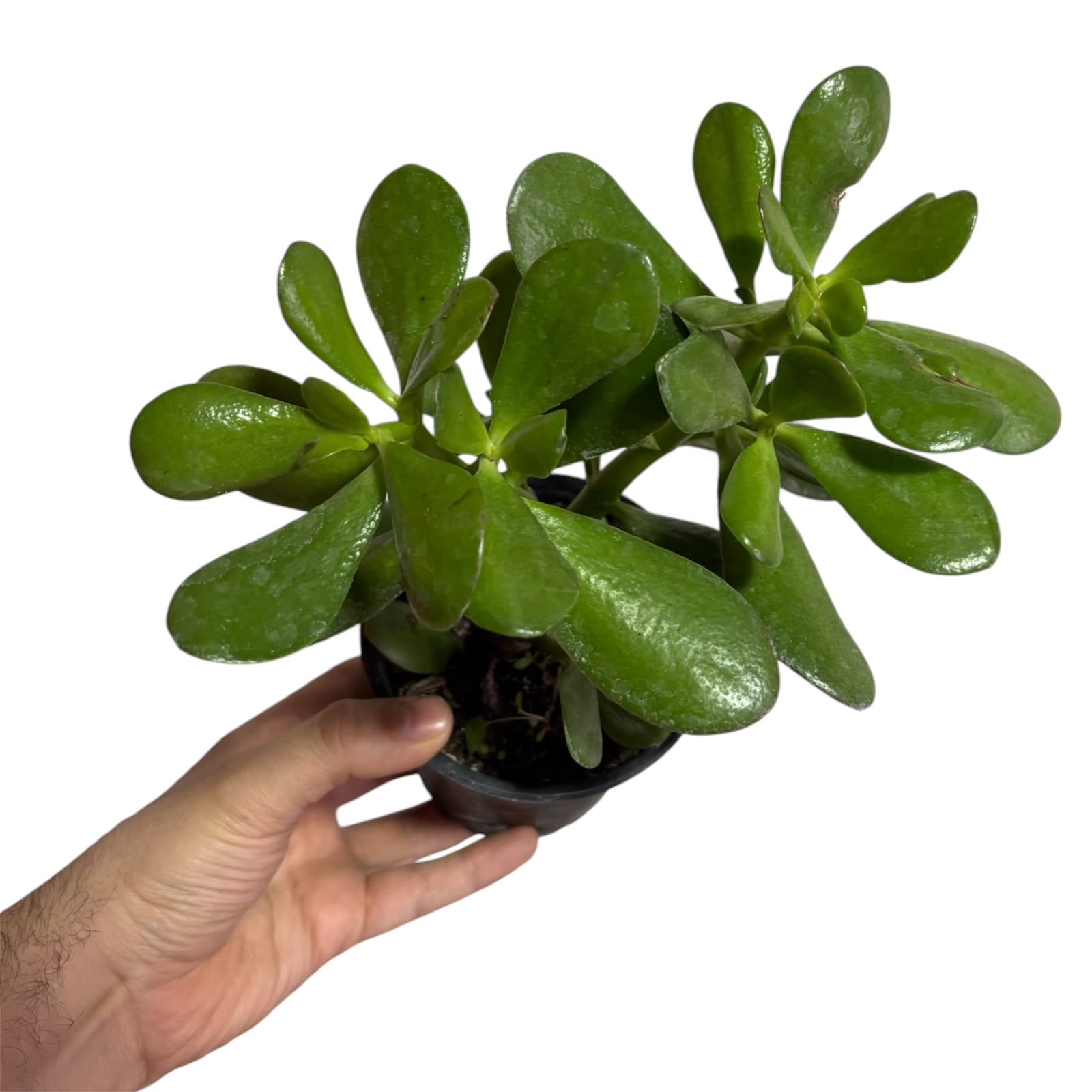 Jade SUPER OFERTA!