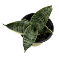 Sanseviera Hahnii Green COLECCIÓN ENANAS SUPER OFERTA!