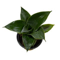 Sansevieria Hahnii Jade COLECCIÓN ENANAS SUPER OFERTA!