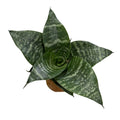 Sansevieria Zeylanica Robusta COLECCIÓN ENANAS SUPER OFERTA!