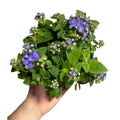 Ageratum azul