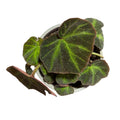 Begonia Amasoniana SUPER OFERTA!