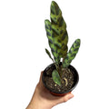 Calathea Insignis