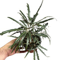 Aralia elegantísima SUPER OFERTA!