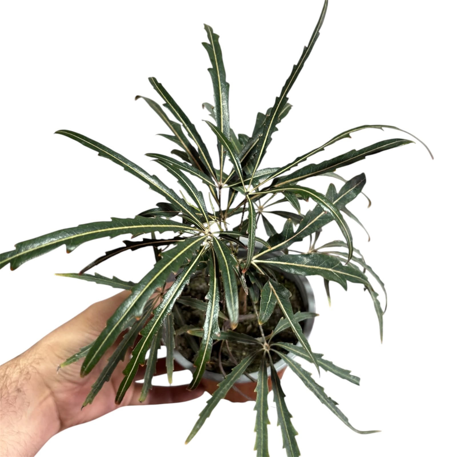 Aralia elegantísima SUPER OFERTA!