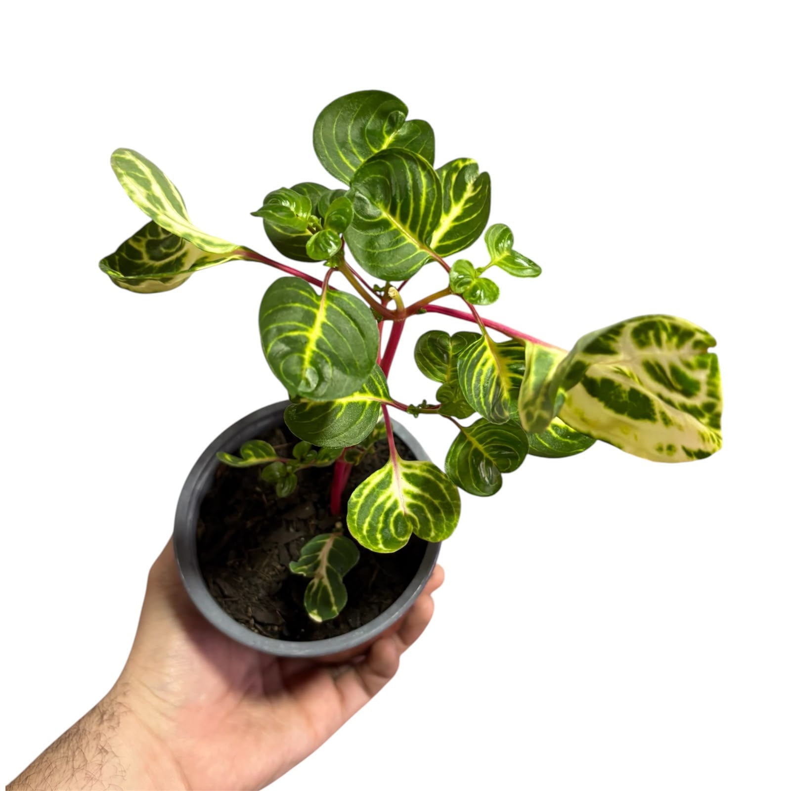 Iresine tricolor SUPER OFERTA!