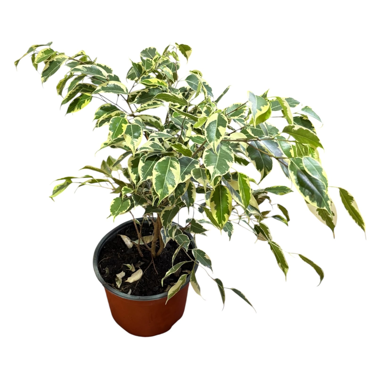 Ficus Samanta grande SUPER OFERTA STOCK LIMITADO!