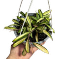 Hoya weyetii variegada EXCLUSIVA!