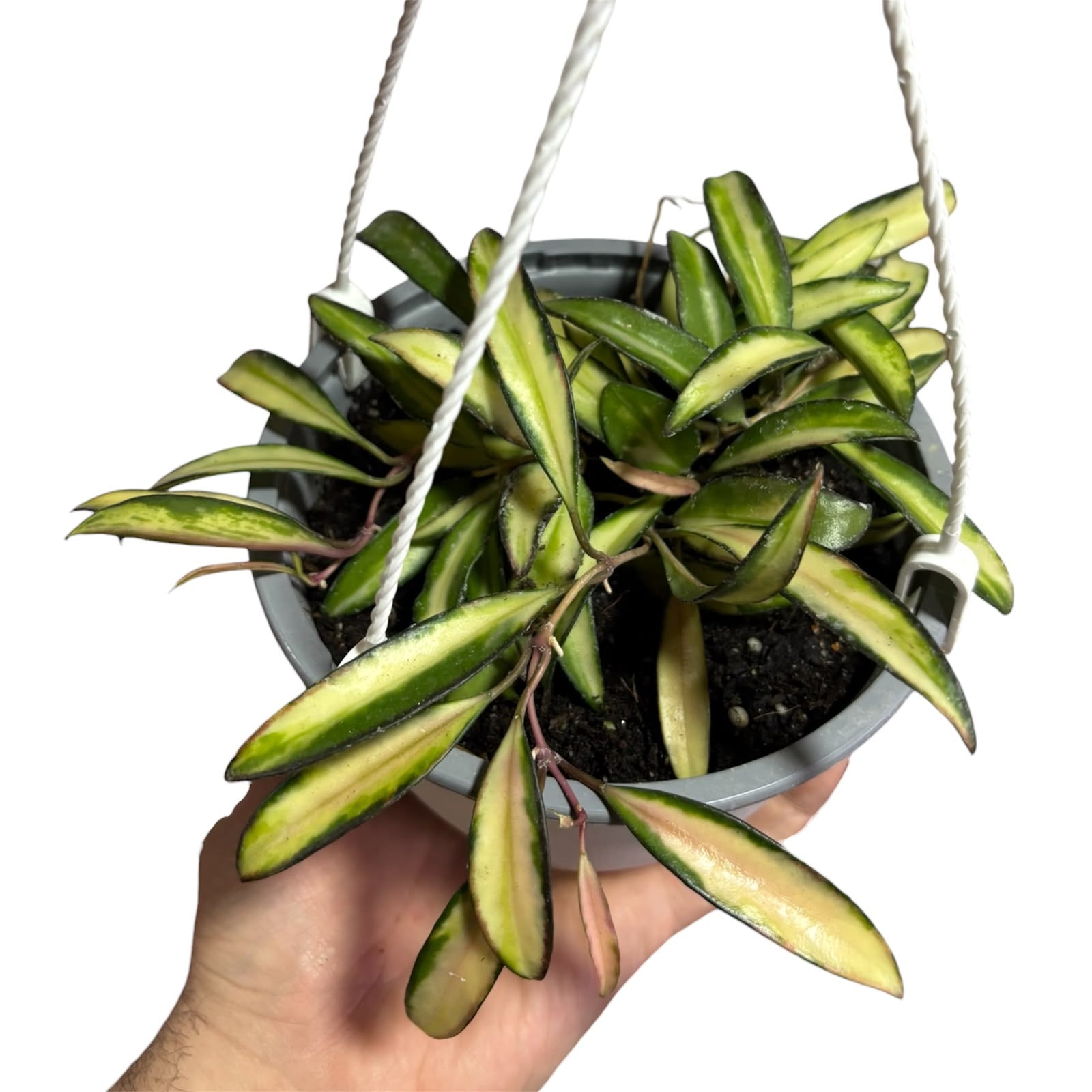 Hoya weyetii variegada EXCLUSIVA!