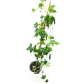 Passiflora red infinity OFERTA IMPERDIBLE!