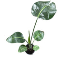 Strelitzia nicolais XL SUPER OFERTA!