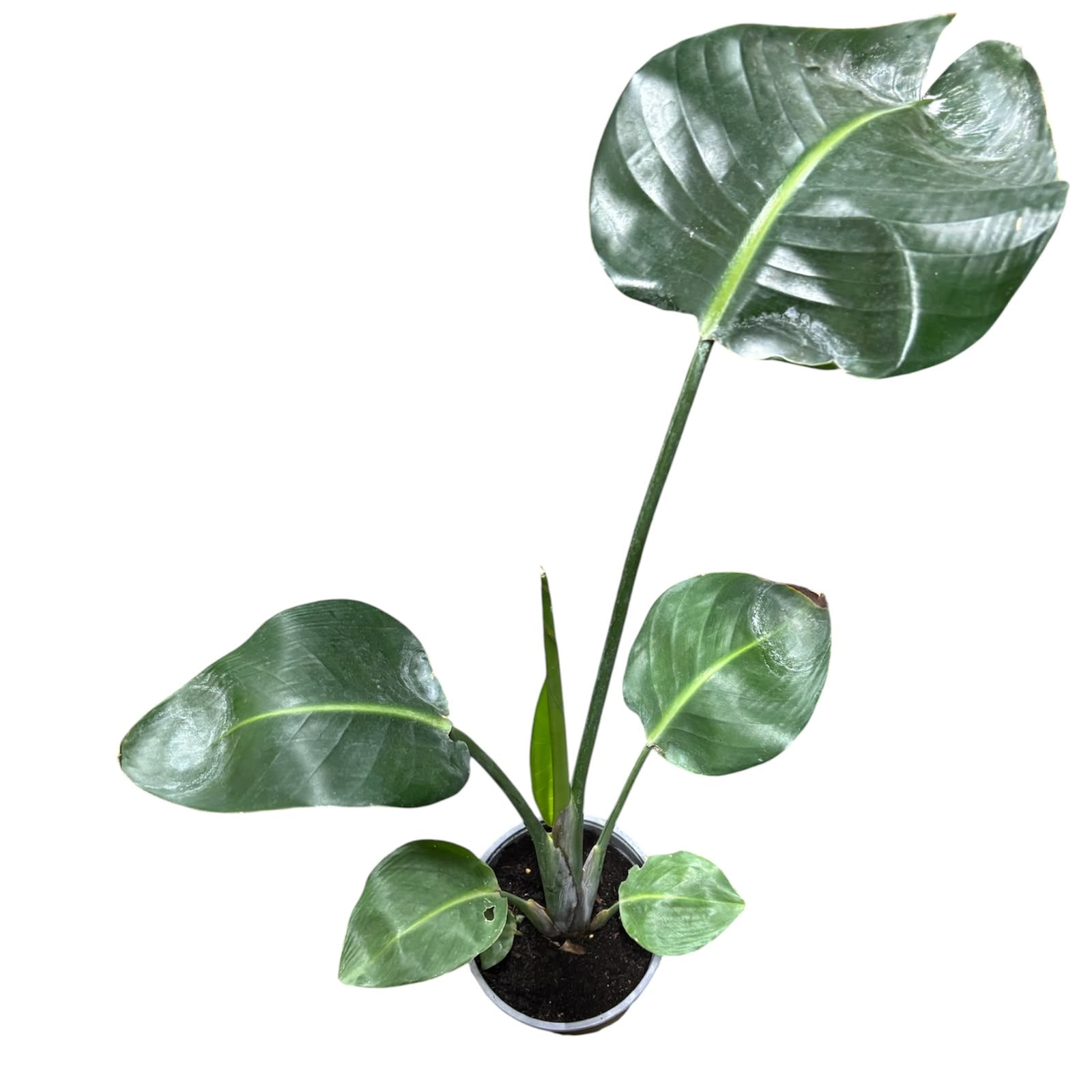Strelitzia nicolais XL SUPER OFERTA!