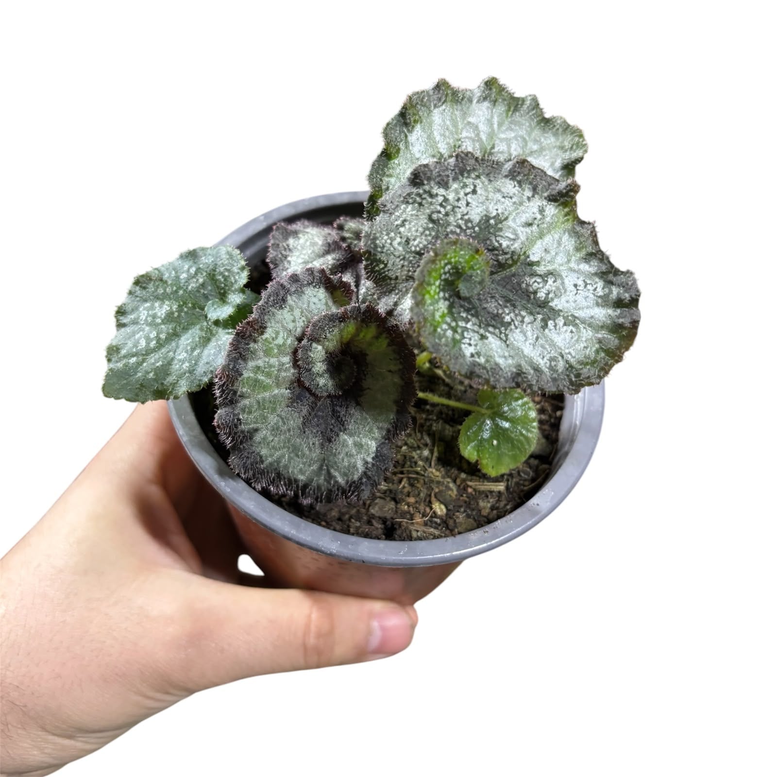Begonia Caracol SUPER OFERTA!
