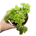 Pilea Mollis OFERTA!