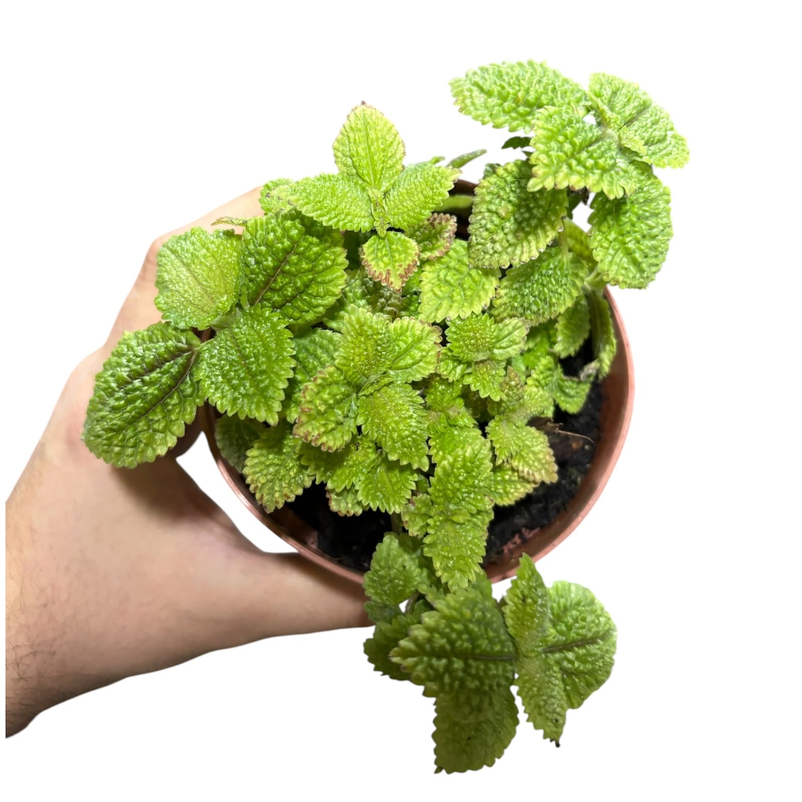 Pilea Mollis OFERTA!