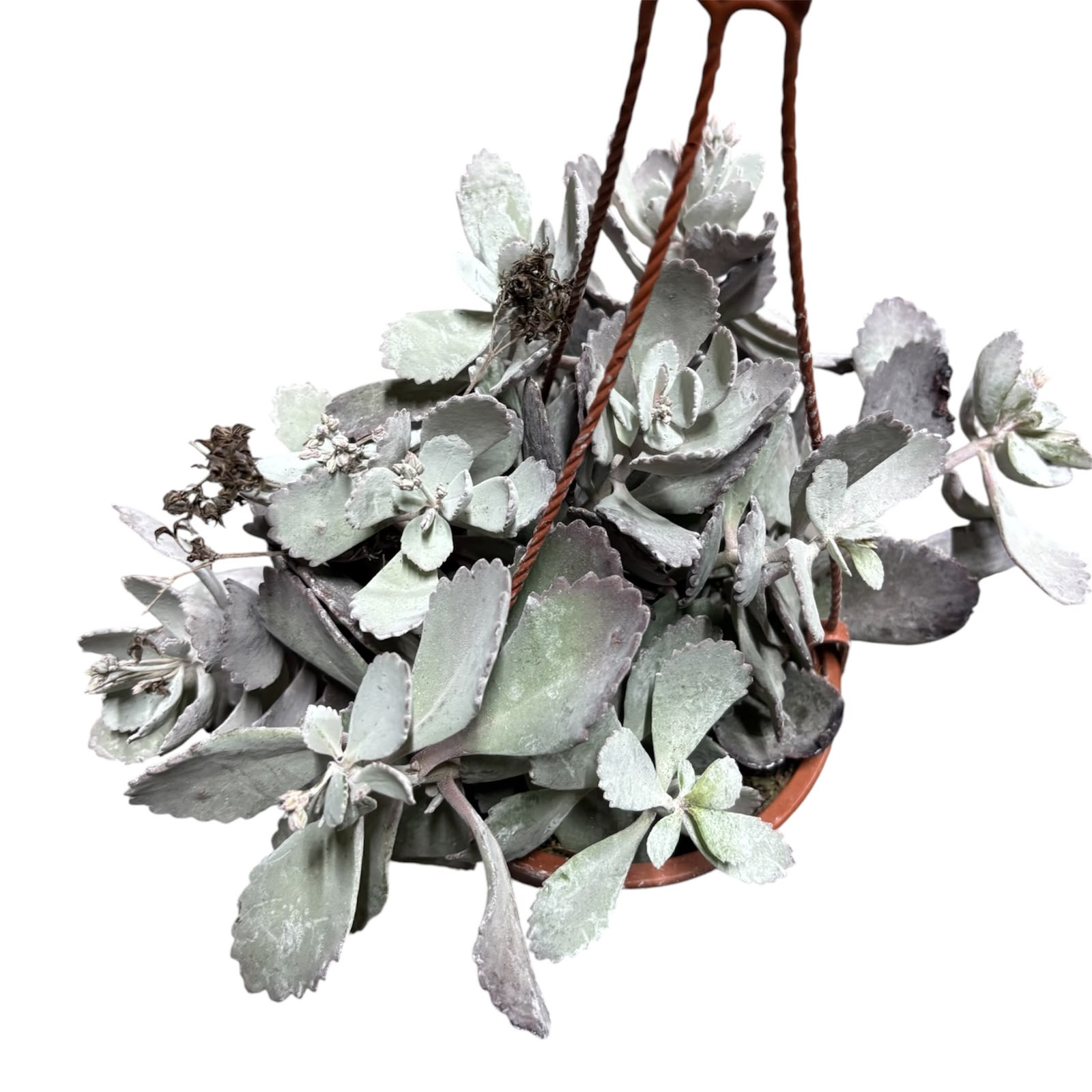 Kalanchoe pumila SUPER OFERTA!